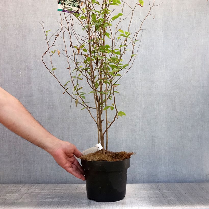 Ejemplar de Styrax japonica Maceta 3L/4L entregado en verano