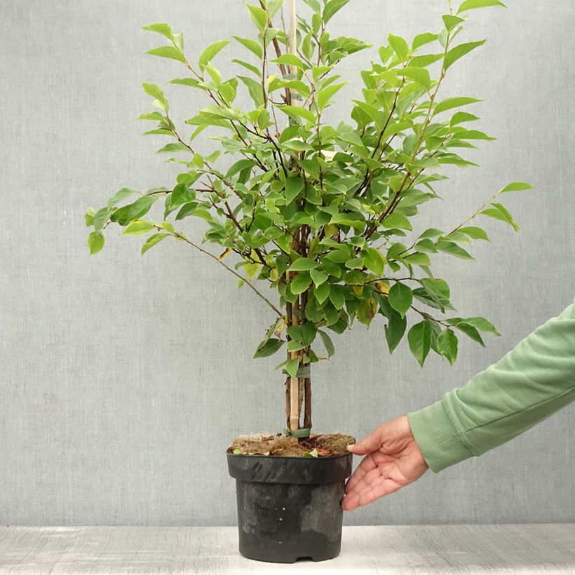 Ejemplar de Styrax japonica Snowfall Maceta 4L/5L entregado en verano