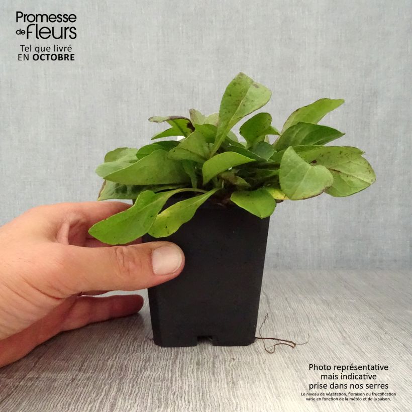Ejemplar de Succisa pratensis - Bocado del diablo Maceta de 8/9 cm entregado en otoño