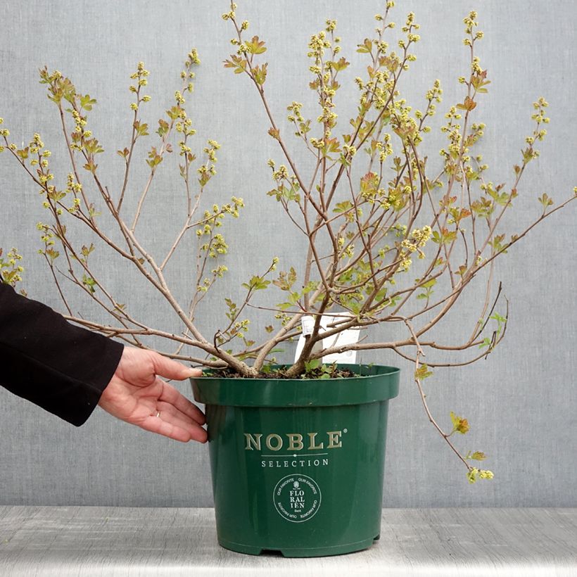 Rhus aromatica Gro-Low Maceta 7,5L/10L Ejemplar entregado en la primavera