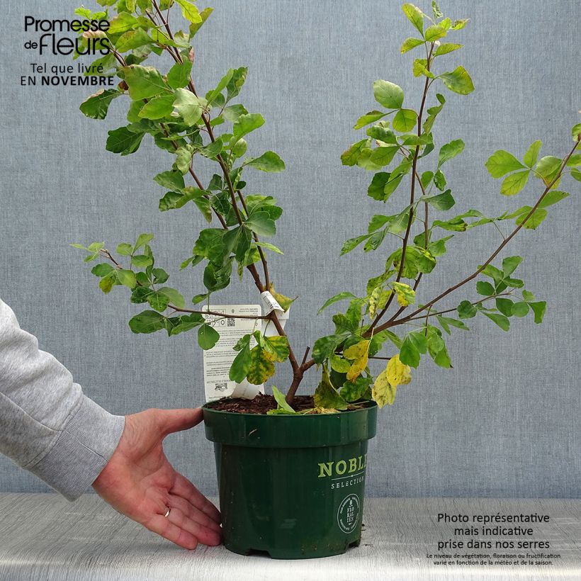 Ejemplar de Rhus aromatica Gro-Low Maceta 3L/4L entregado en otoño