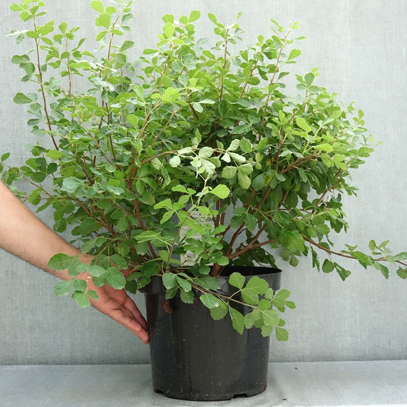 Ejemplar de Rhus aromatica Gro-Low Maceta 7,5L/10L entregado en verano