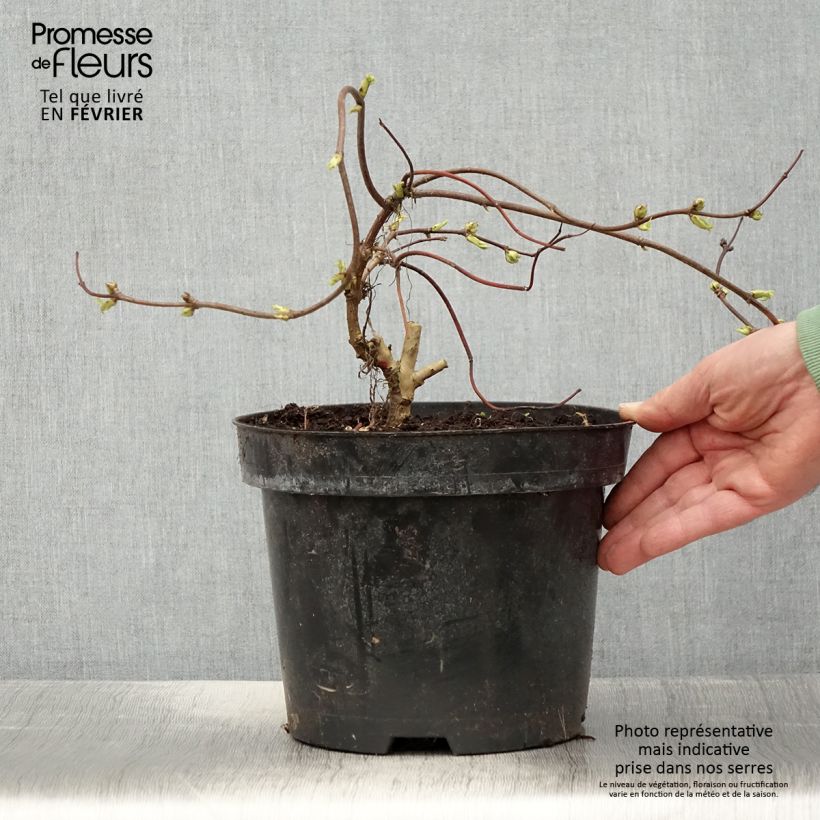 Saúco rojo Goldenlocks - Sambucus racemosa Maceta 4L/5L Ejemplar entregado en invierno