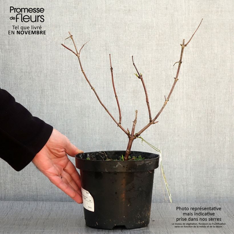Ejemplar de Saúco rojo Sutherland Gold - Sambucus racemosa Maceta 2L/3L entregado en otoño