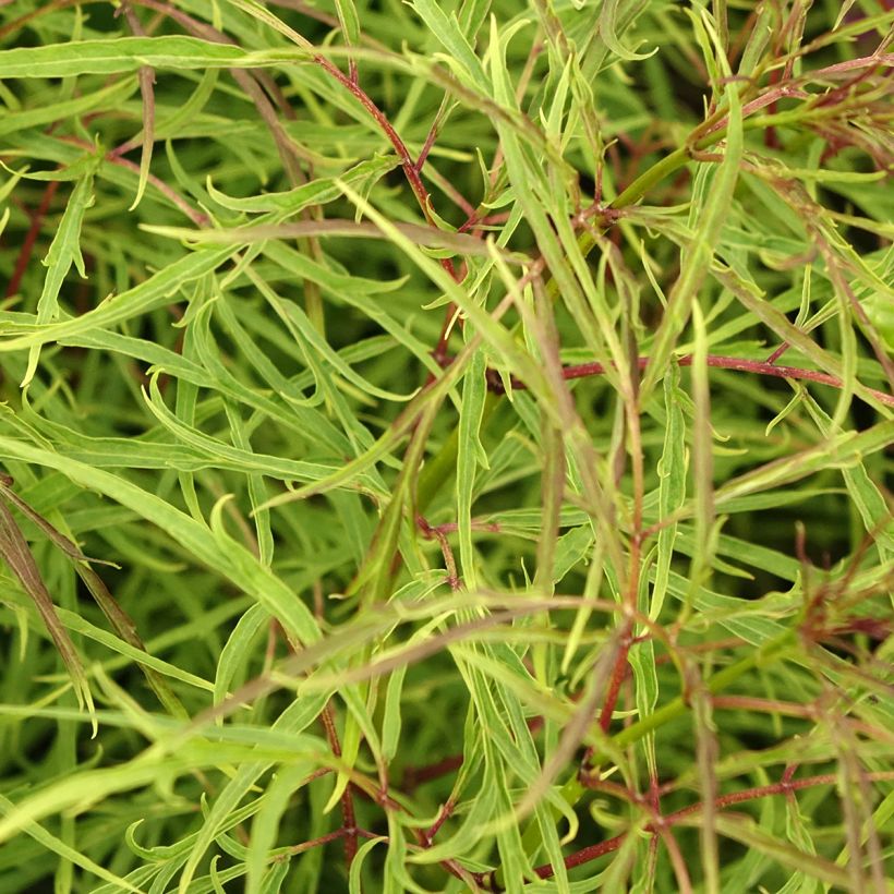 Saúco rojo Tenuifolia - Sambucus racemosa (Follaje)
