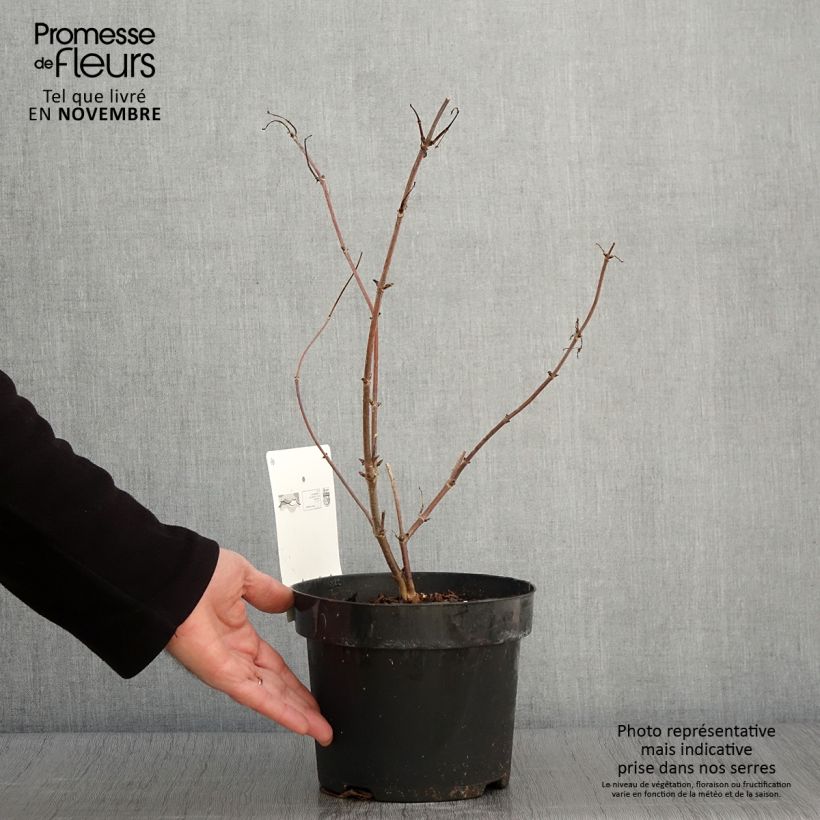 Ejemplar de Saúco rojo Welsh Gold - Sambucus racemosa Maceta 3L/4L entregado en otoño