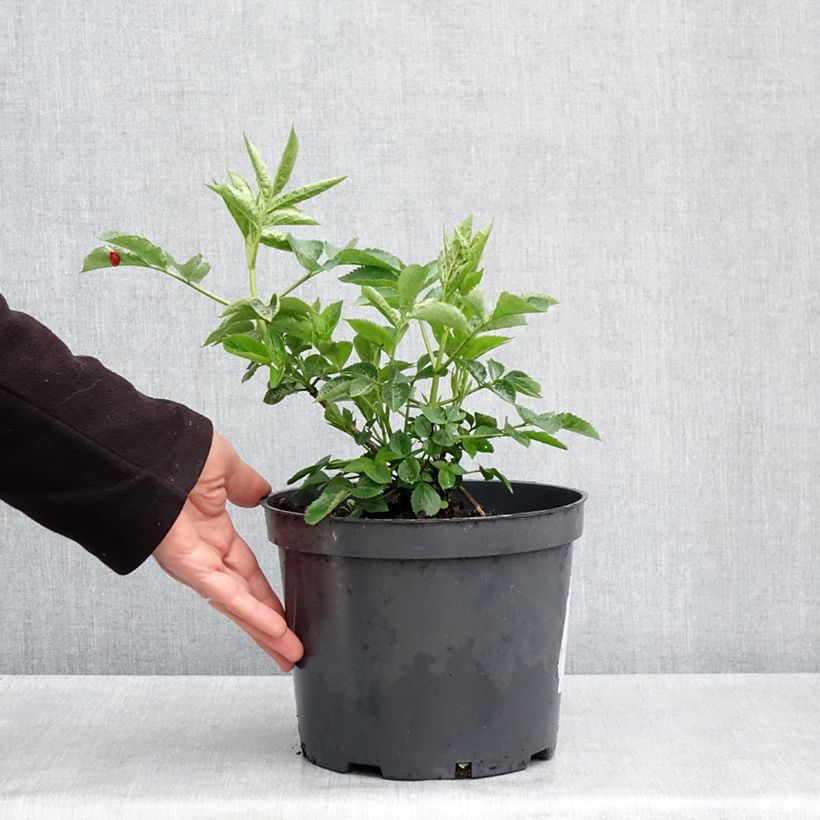 Saúco negro Anatole - Sambucus nigra Maceta 4L/5L Ejemplar entregado en la primavera