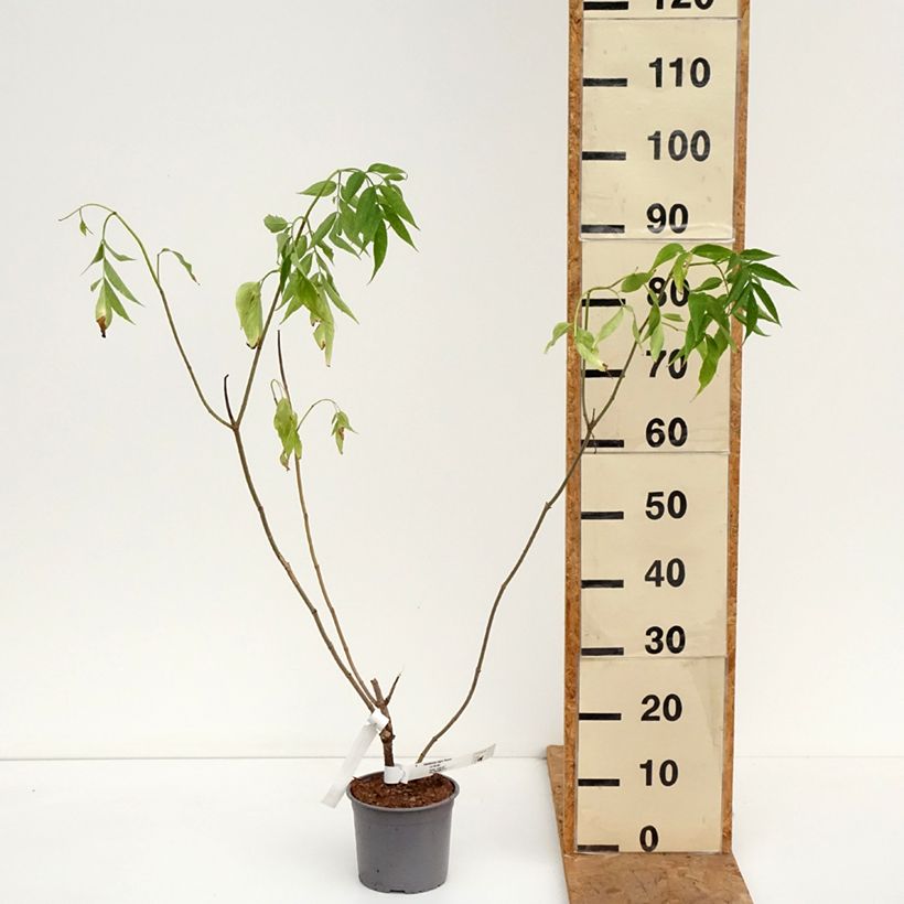 Ejemplar de Saúco negro Aurea - Sambucus nigra Maceta 2L/3L entregado en otoño