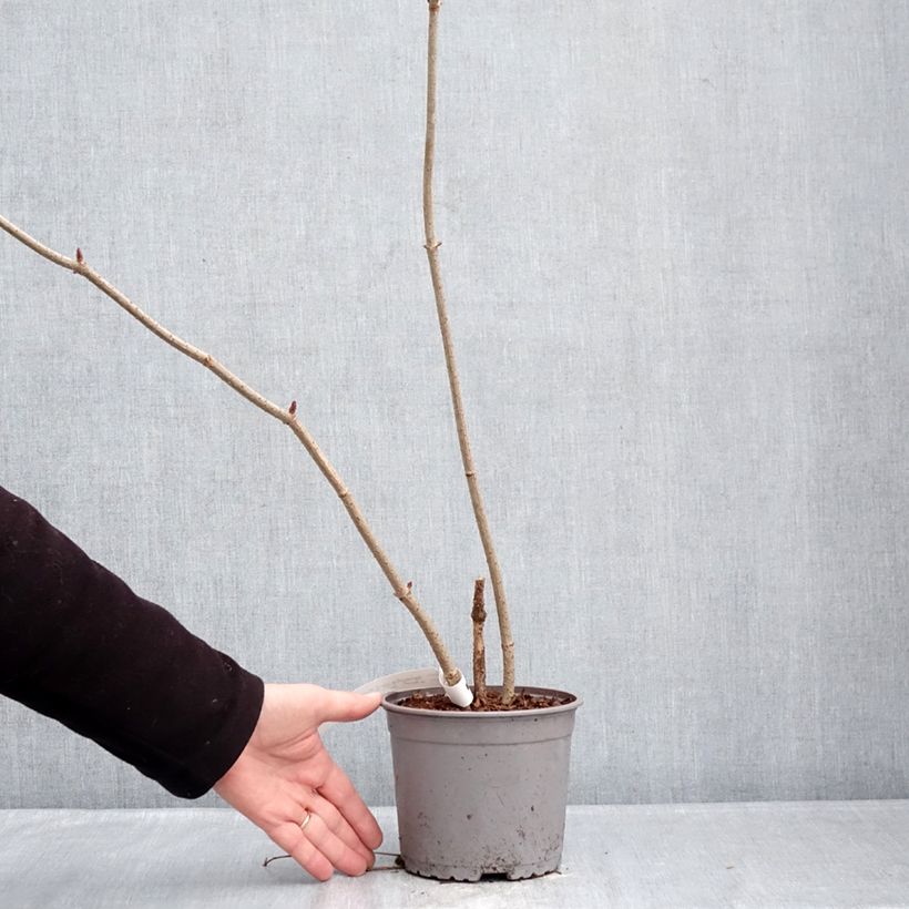 Saúco negro Aurea - Sambucus nigra Maceta 2L/3L Ejemplar entregado en invierno