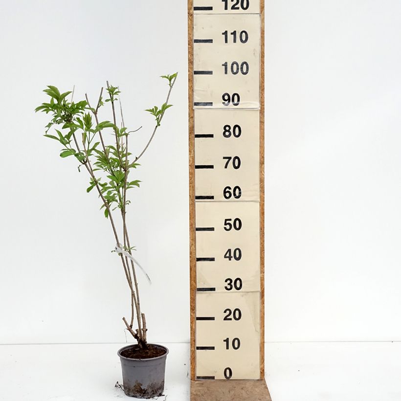 Saúco negro Aurea - Sambucus nigra Maceta 2L/3L Ejemplar entregado en la primavera