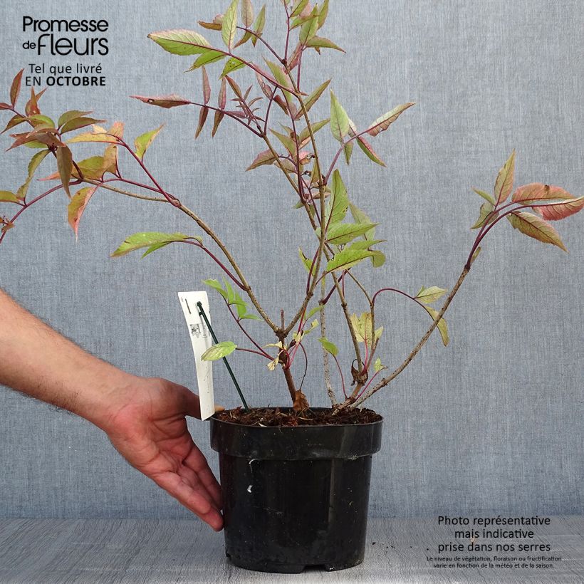 Ejemplar de Saúco negro Black Beauty - Sambucus nigra Maceta 2L/3L entregado en otoño