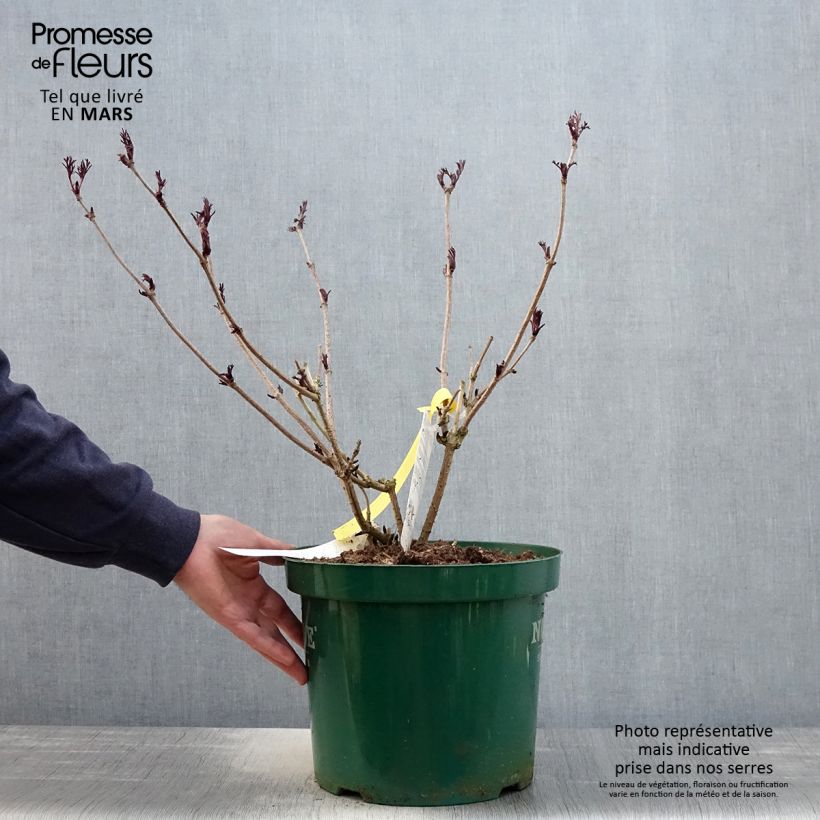 Saúco negro Black Lace - Sambucus nigra Maceta 6L/7L Ejemplar entregado en la primavera