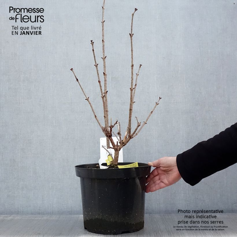 Saúco negro Black Tower - Sambucus nigra Maceta 7,5L/10L Ejemplar entregado en invierno