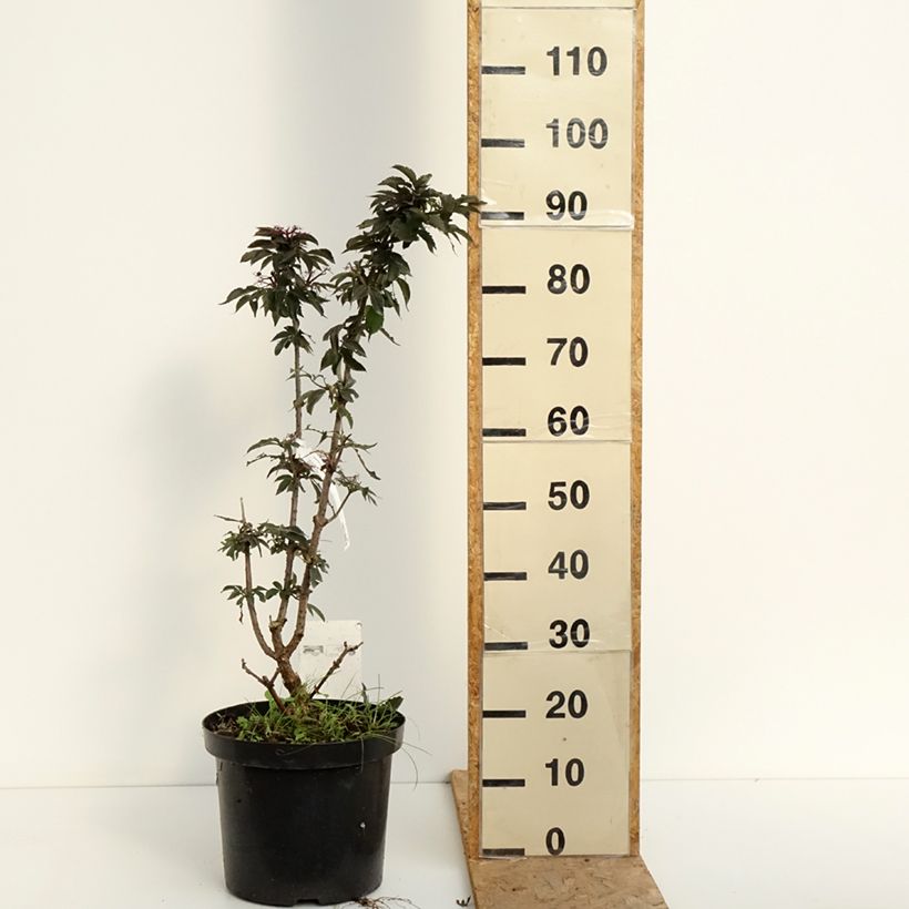 Ejemplar de Saúco negro Black Tower - Sambucus nigra Maceta 7,5L/10L entregado en verano