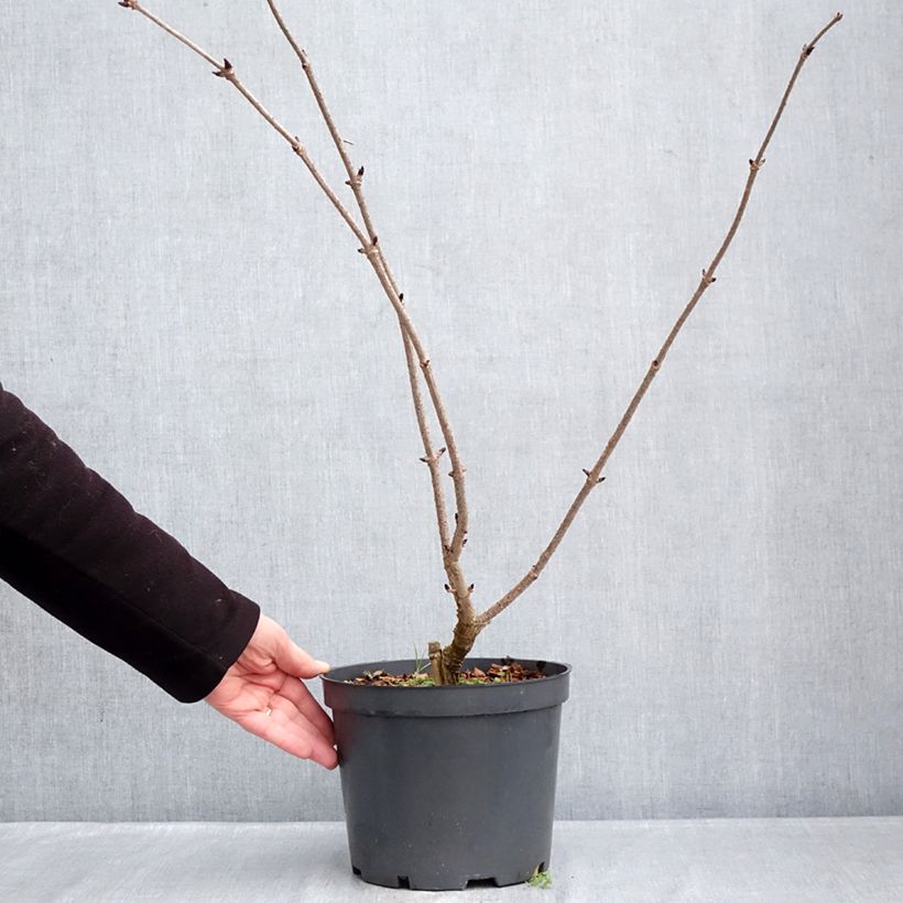 Sureau noir - Sambucus nigra Blue Sheen Pot de 4L/5L Ejemplar entregado en invierno