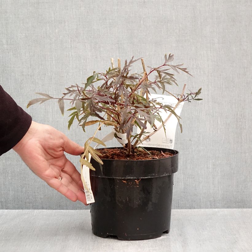 Ejemplar de Saúco negro Cherry Lace - Sambucus nigra Maceta 3L/4L entregado en otoño