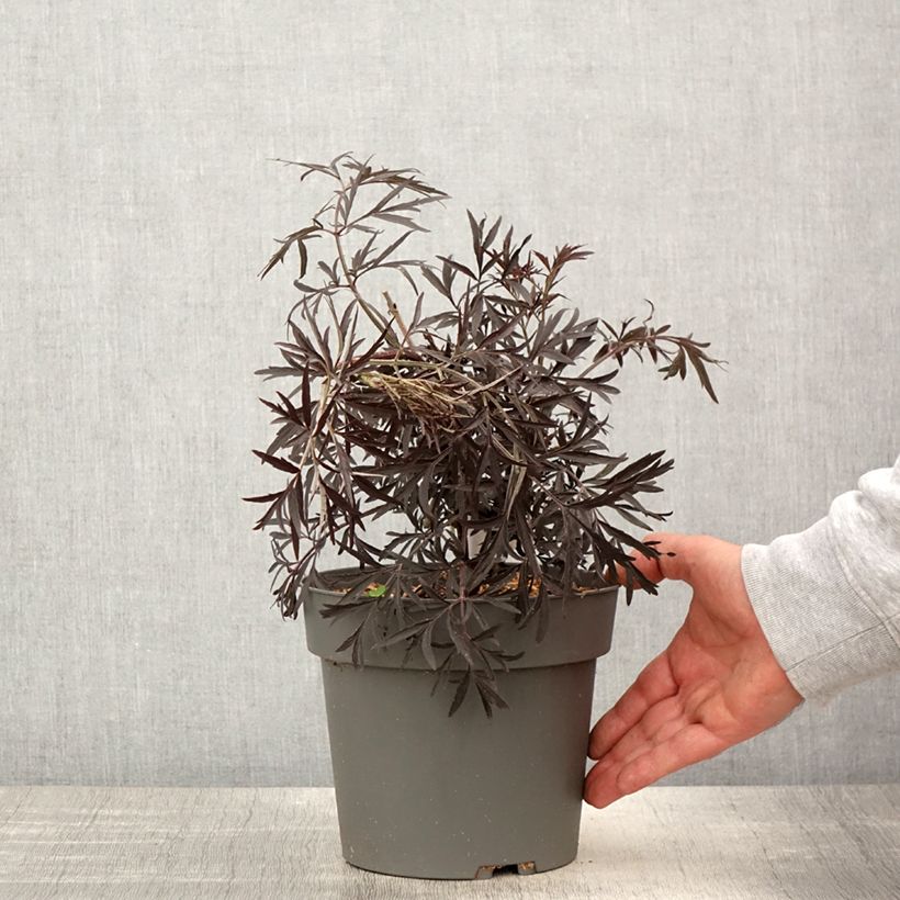 Saúco negro Cherry Lace - Sambucus nigra Maceta 3L/4L Ejemplar entregado en la primavera