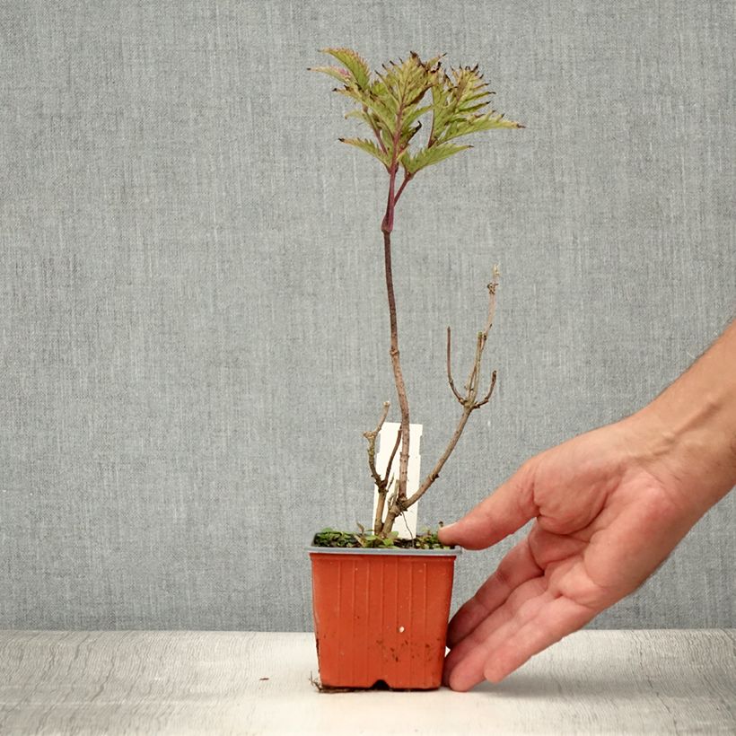 Ejemplar de Saúco negro Golden Spark - Sambucus nigra Maceta de 8/9 cm entregado en verano