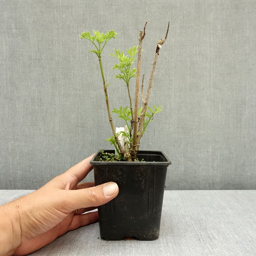Ejemplar de Saúco negro Golden Tower - Sambucus nigra Maceta de 12 cm / 13 cm entregado en verano