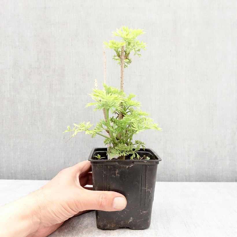 Saúco negro Golden Tower - Sambucus nigra Maceta de 12 cm / 13 cm Ejemplar entregado en la primavera