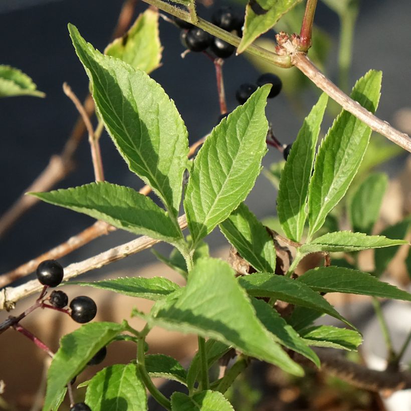 Saúco negro Haidegg 17 - Sambucus nigra (Follaje)