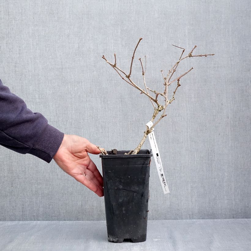 Ejemplar de Saúco negro Haidegg 17 - Sambucus nigra Maceta 3L/4L, Formación arbustiva entregado en otoño
