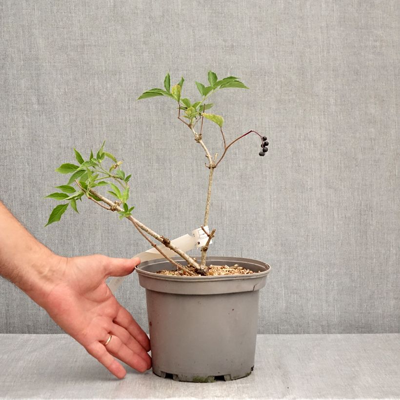 Ejemplar de Saúco negro Haidegg 17 - Sambucus nigra Maceta 3L/4L, Formación arbustiva entregado en verano