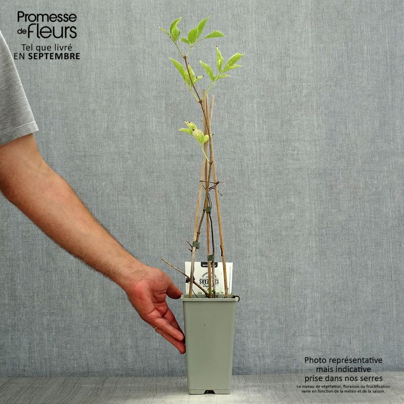 Ejemplar de Saúco negro Korsor - Sambucus nigra Maceta 1,5L/2L, Formación arbustiva entregado en verano