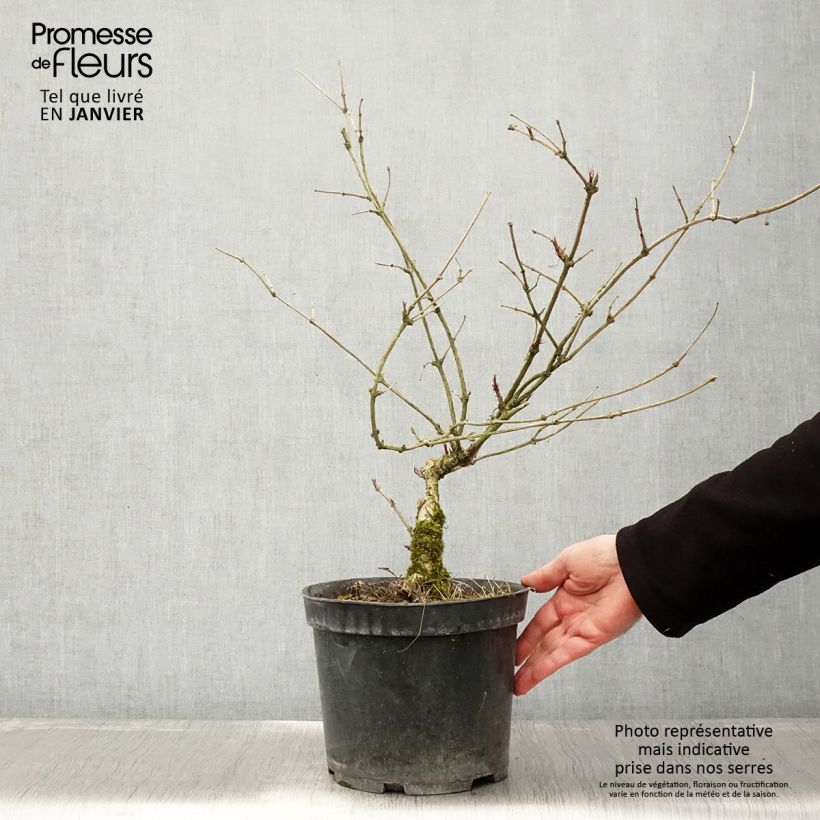 Saúco negro Linearis - Sambucus nigra Maceta 3L/4L Ejemplar entregado en invierno