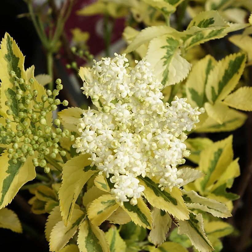 Saúco negro Madonna - Sambucus nigra (Floración)