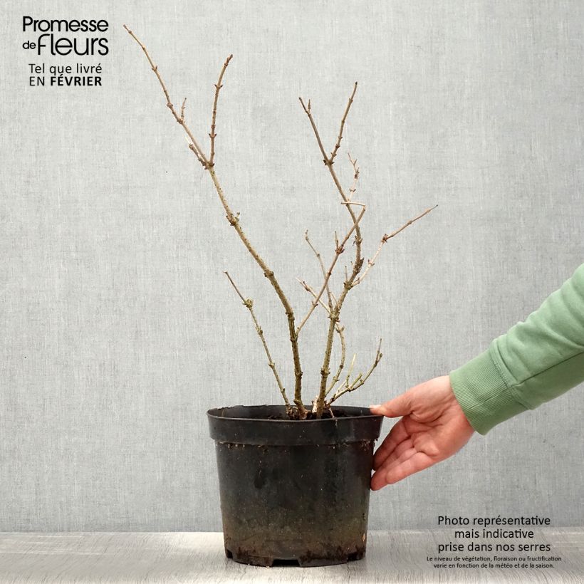 Saúco negro Marion Bull - Sambucus nigra Maceta 4L/5L Ejemplar entregado en invierno