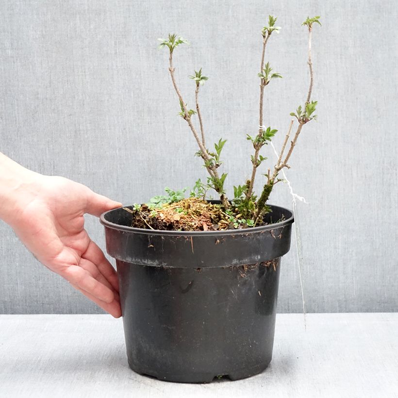 Saúco negro Obelisk - Sambucus nigra Maceta 4L/5L Ejemplar entregado en invierno
