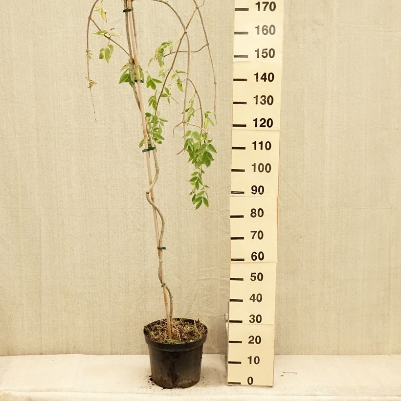Ejemplar de Saúco negro Pendula - Sambucus nigra Maceta 7,5L/10L entregado en verano