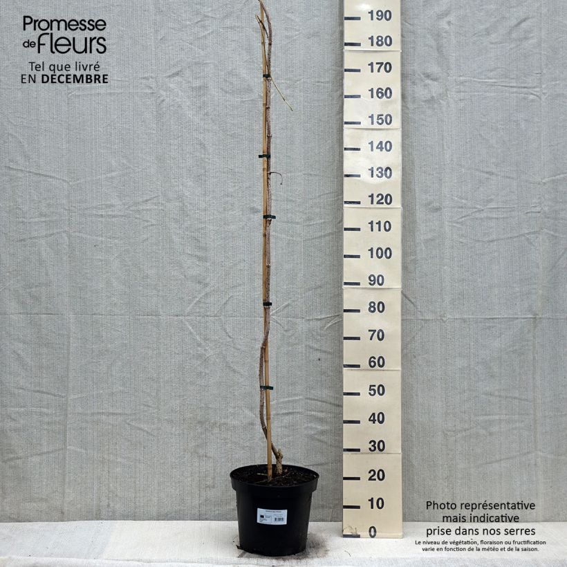 Saúco negro Pendula - Sambucus nigra Maceta 12L/15L Ejemplar entregado en invierno