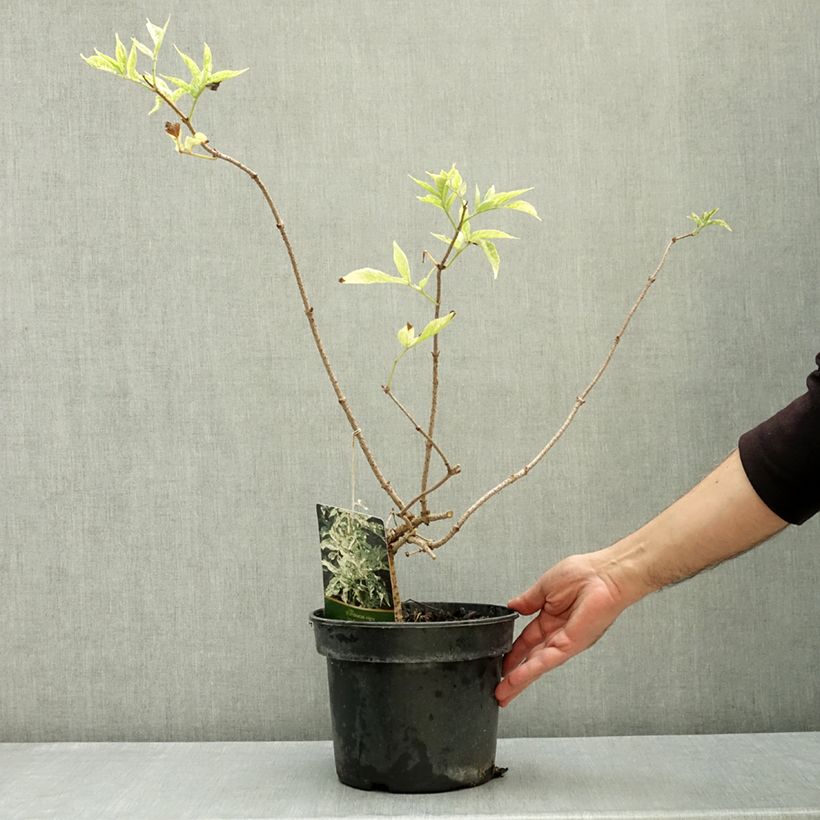 Ejemplar de Saúco negro Pulverulenta - Sambucus nigra Maceta 3L/4L entregado en otoño