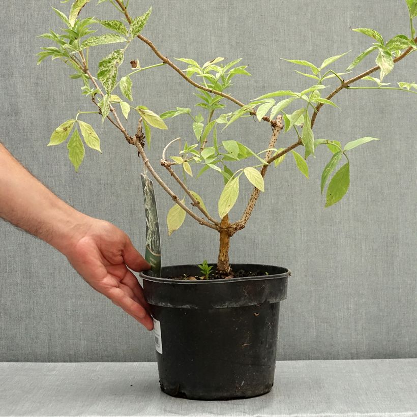Ejemplar de Saúco negro Pulverulenta - Sambucus nigra Maceta 3L/4L entregado en verano