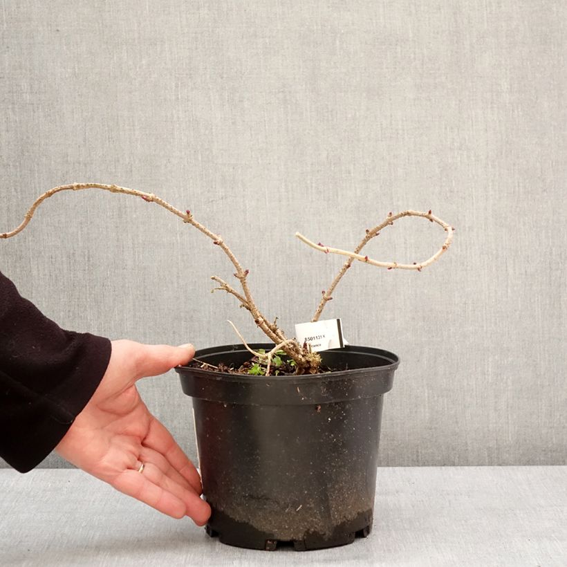Saúco negro Pulverulenta - Sambucus nigra Maceta 3L/4L Ejemplar entregado en invierno