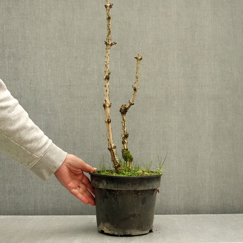 Ejemplar de Saúco negro Pyramidalis - Sambucus nigra Maceta 4L/5L entregado en otoño