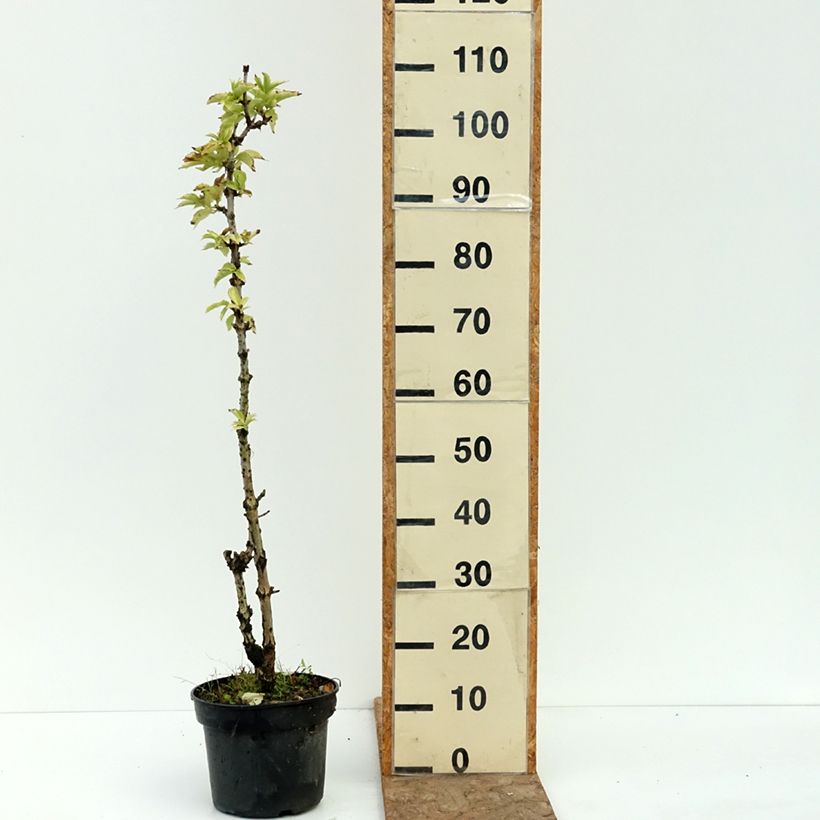 Ejemplar de Saúco negro Pyramidalis - Sambucus nigra Maceta 4L/5L entregado en verano