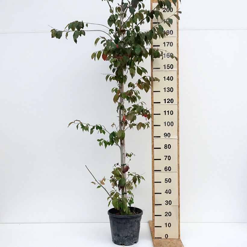 Ejemplar de Sycoparrotia semidecidua Autunno Rosso Maceta 12L/15L entregado en verano