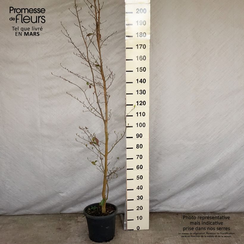 Sycoparrotia semidecidua Autunno Rosso Maceta 12L/15L Ejemplar entregado en la primavera