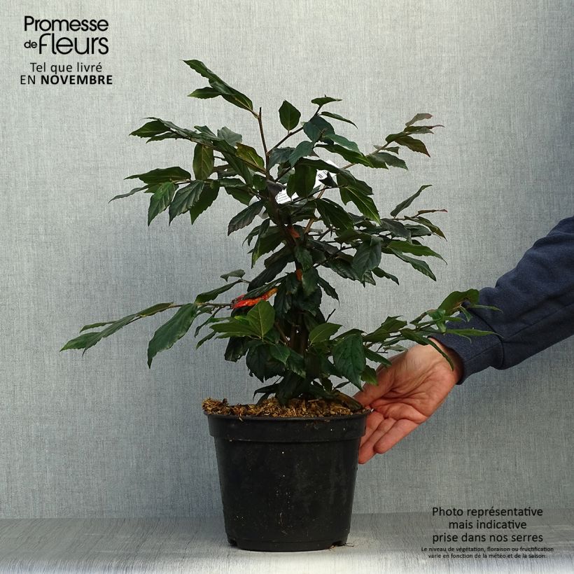 Ejemplar de Sycoparrotia semidecidua Purple Haze Maceta 4L/5L entregado en otoño