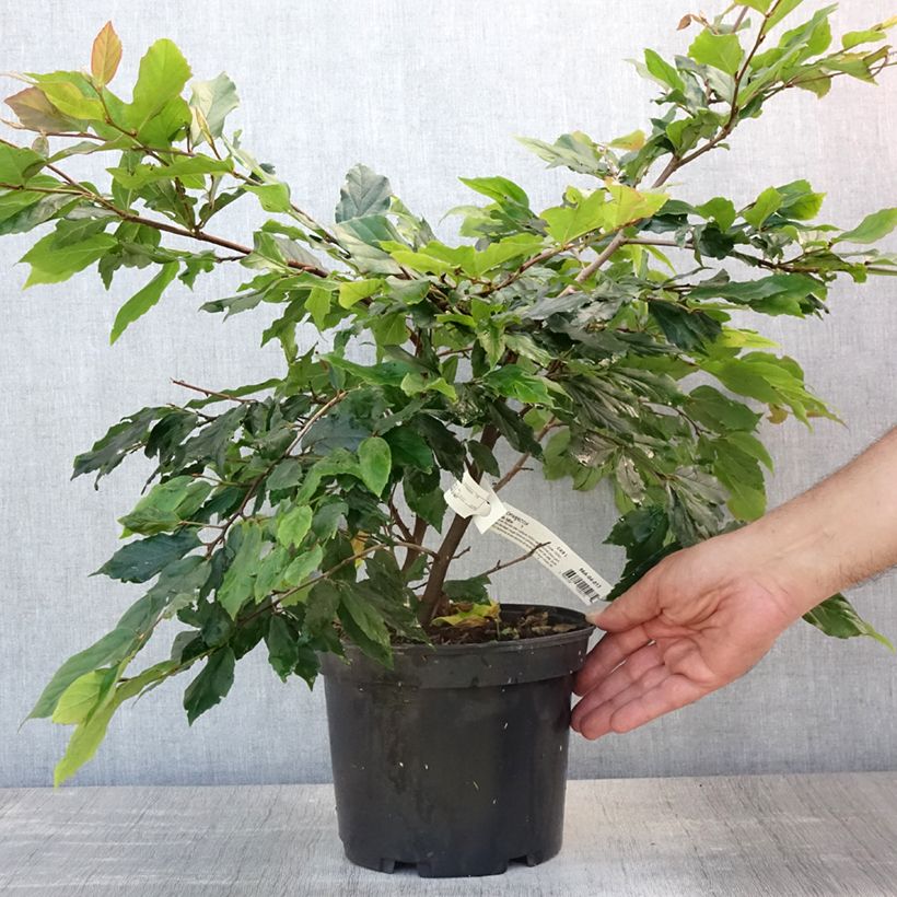 Ejemplar de Sycoparrotia semidecidua Purple Haze Maceta 3L/4L entregado en verano
