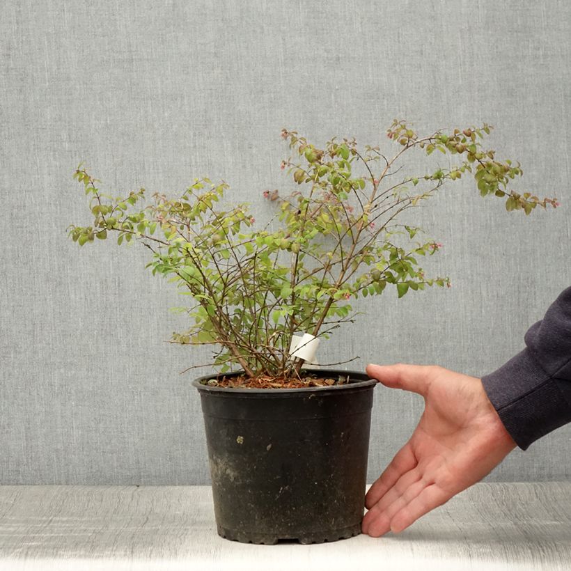 Ejemplar de Symphoricarpos chenaultii Hancock - Baya de coral Maceta 2L/3L entregado en verano
