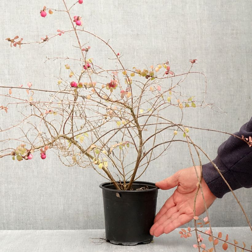 Ejemplar de Symphoricarpos chenaultii Hancock - Baya de coral Maceta 1L/1,5L entregado en otoño