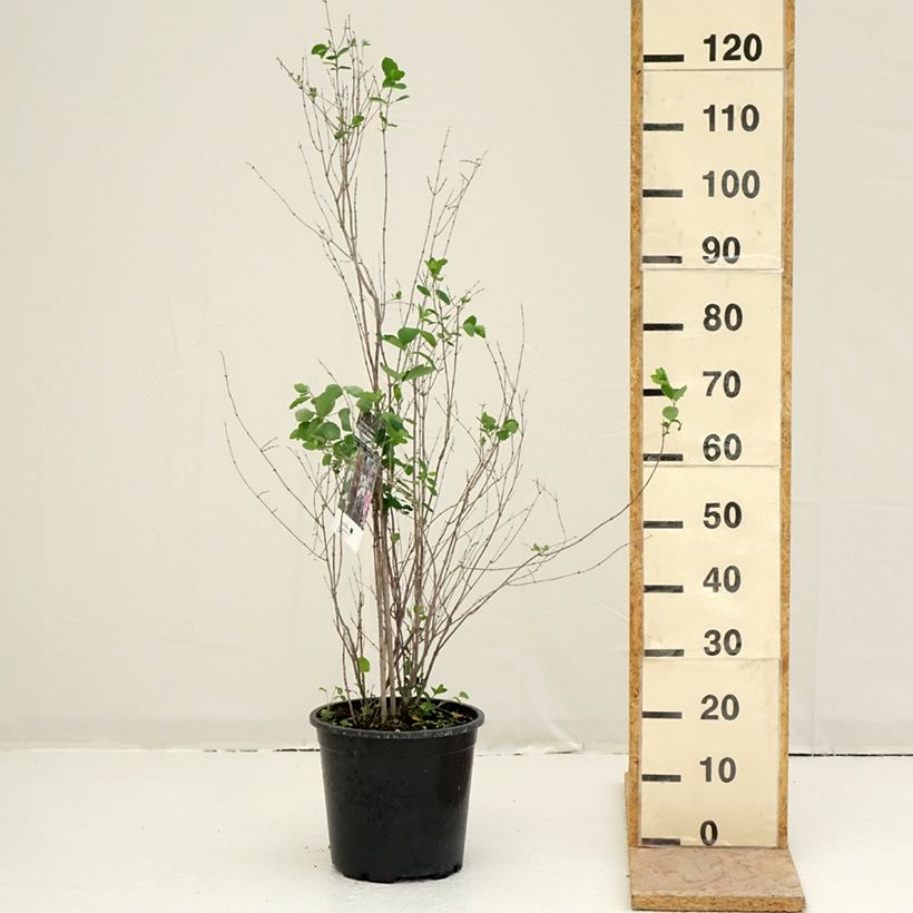 Symphoricarpos albus - Baya de nieve Maceta 7,5L/10L Ejemplar entregado en la primavera