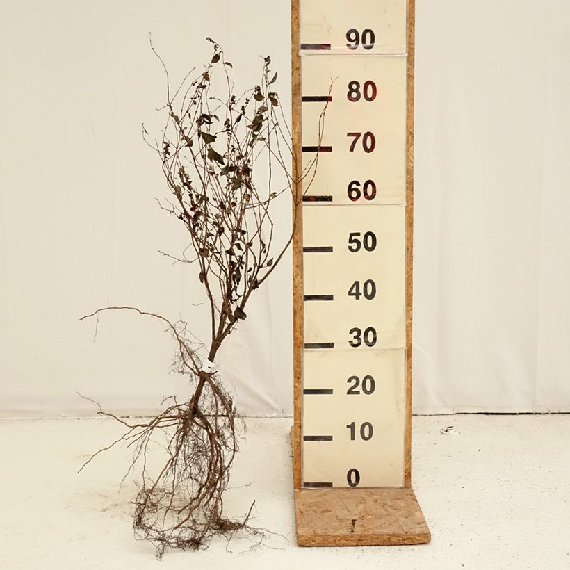 Symphoricarpos albus - Baya de nieve Raíces desnudas Ejemplar entregado en invierno