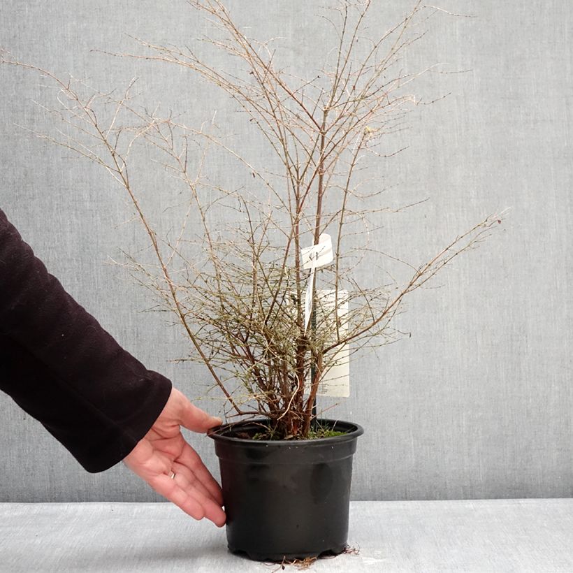 Symphoricarpos chenaultii Fiesta Berry - Baya de coral Maceta 2L/3L Ejemplar entregado en invierno