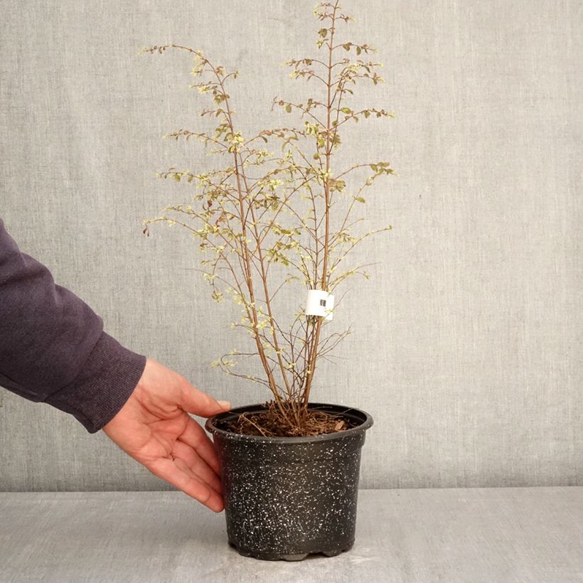 Symphoricarpos chenaultii Fiesta Berry - Baya de coral Maceta 2L/3L Ejemplar entregado en la primavera