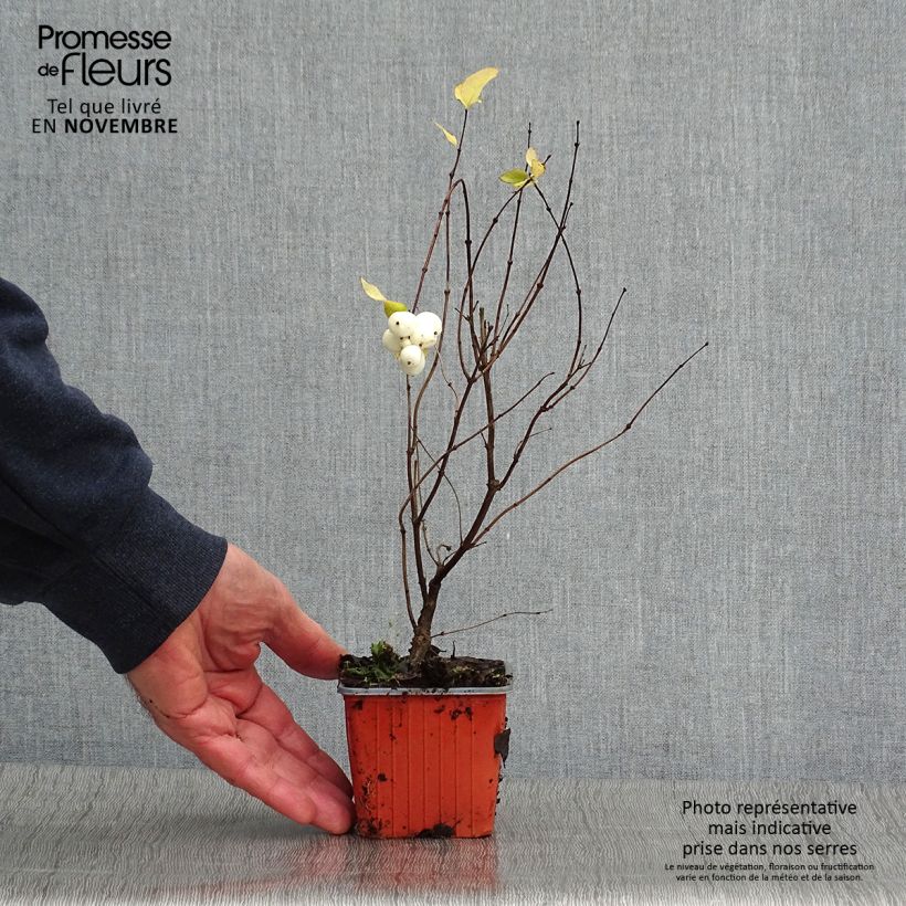 Ejemplar de Symphoricarpos Mother Of Pearl - Baya de coral Maceta de 8/9 cm entregado en otoño